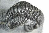Curled Proetid (Gerastos) Trilobite Fossil - Morocco #363962-1
